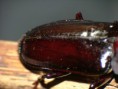 /album/coleoptera/mallodon-spinibarbis-2-jpg/